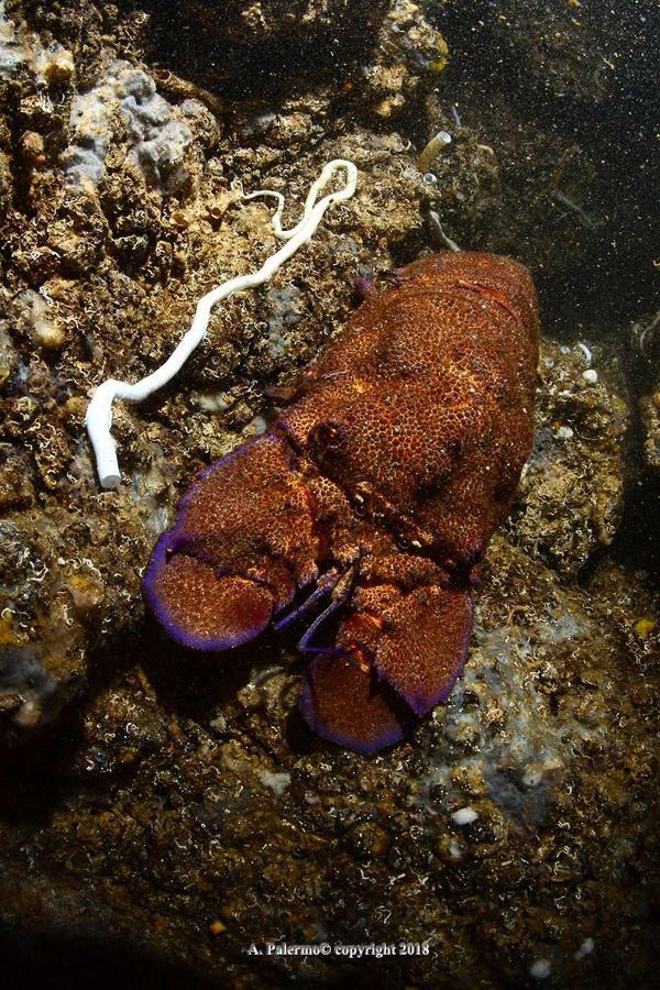 The Patrick Βίλα Κατάνια Εξωτερικό φωτογραφία